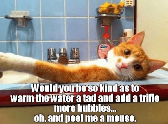 Peel Me A Mouse | image tagged in cats,funny cat,mouse,peasant,obey,entitlement | made w/ Imgflip meme maker