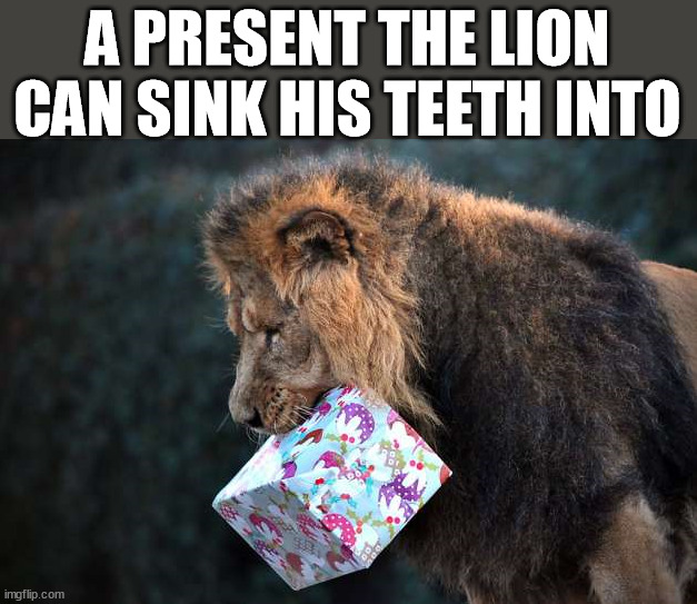 A PRESENT THE LION CAN SINK HIS TEETH INTO | image tagged in puns | made w/ Imgflip meme maker