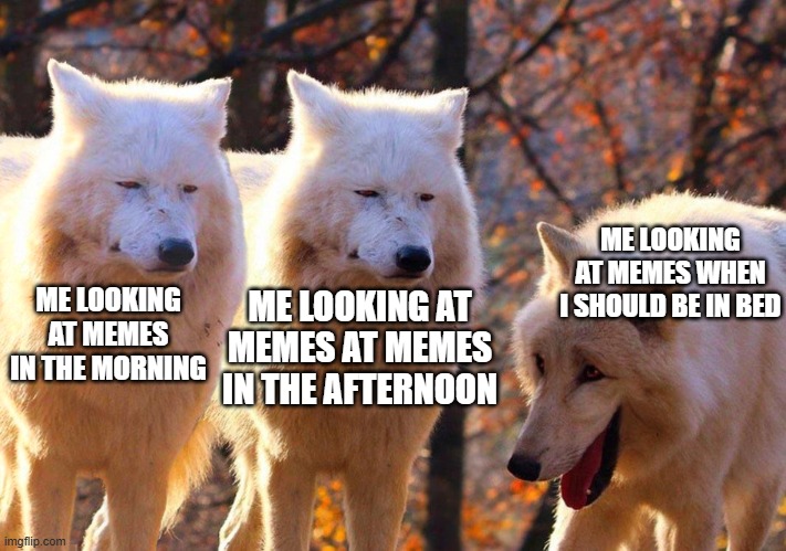 2 serious and 1 laughing wolves | ME LOOKING AT MEMES WHEN I SHOULD BE IN BED; ME LOOKING AT MEMES AT MEMES IN THE AFTERNOON; ME LOOKING AT MEMES IN THE MORNING | image tagged in 2 serious and 1 laughing wolves | made w/ Imgflip meme maker