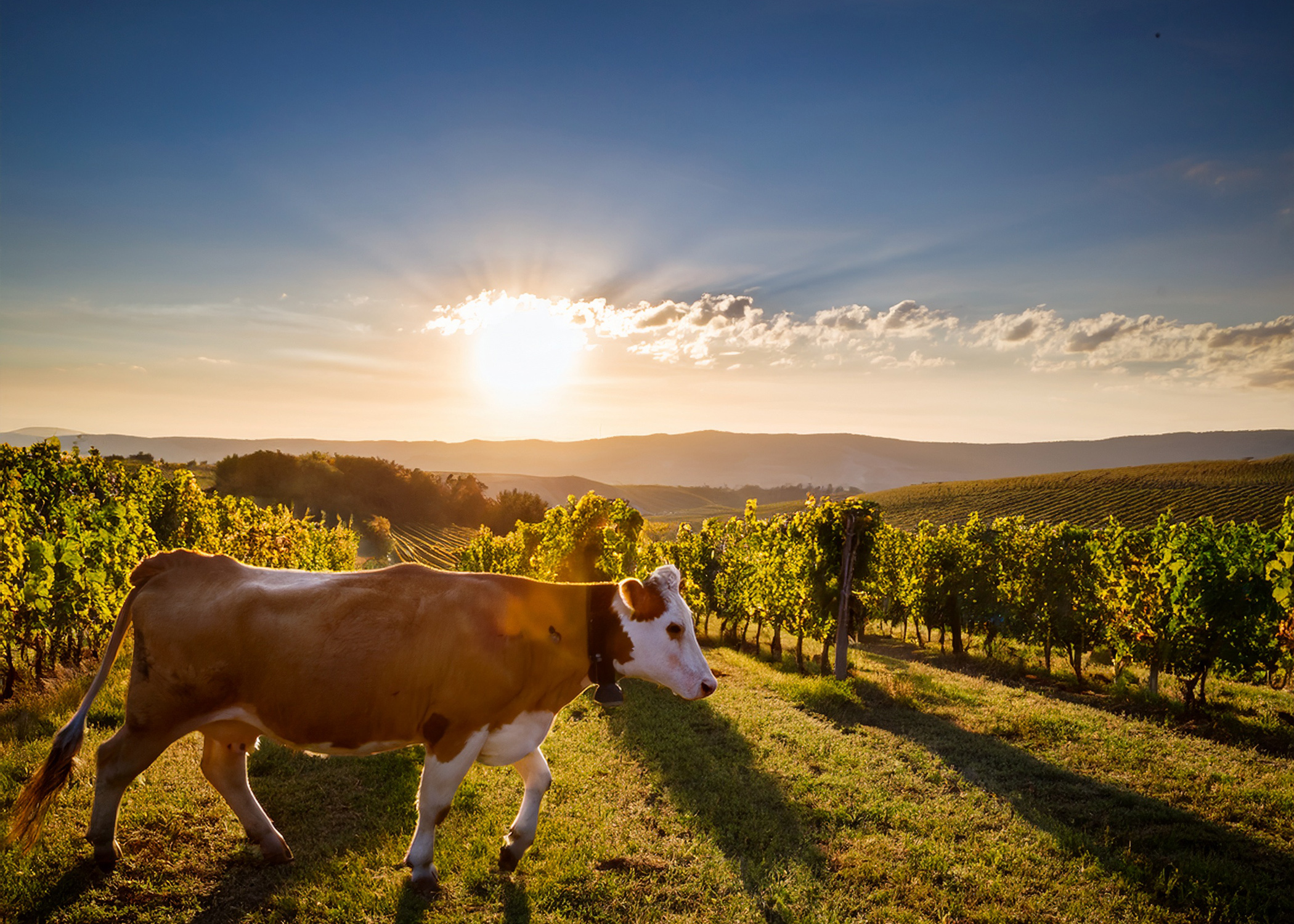 Cow in vineyard Blank Meme Template
