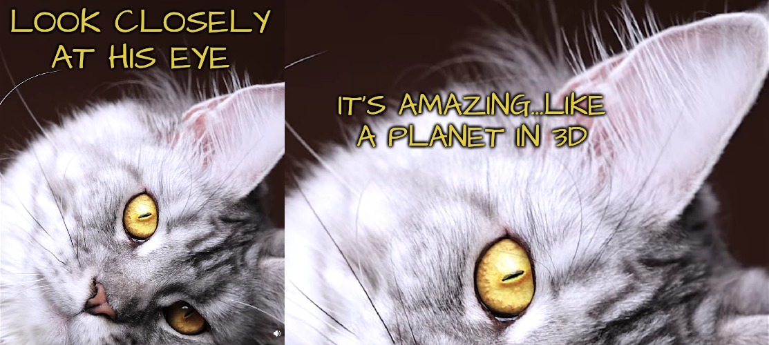 His Own Little World | LOOK CLOSELY AT HIS EYE; IT'S AMAZING...LIKE A PLANET IN 3D | image tagged in eye of the cat | made w/ Imgflip meme maker
