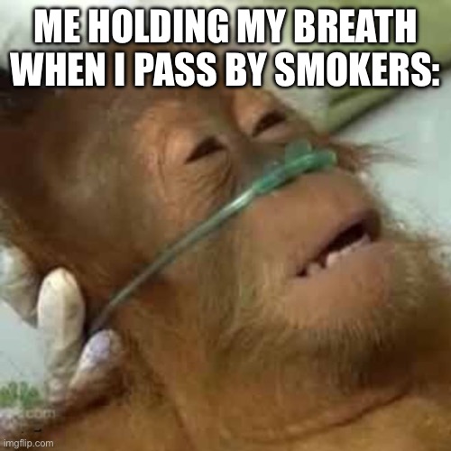 Dying orangutan | ME HOLDING MY BREATH WHEN I PASS BY SMOKERS: | image tagged in dying orangutan | made w/ Imgflip meme maker