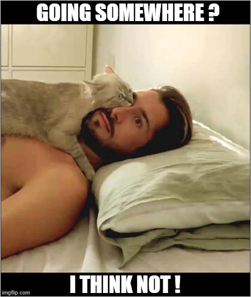 Trapped By Cat ! | GOING SOMEWHERE ? I THINK NOT ! | image tagged in cats,trapped,don't move | made w/ Imgflip meme maker