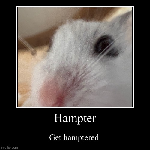 Get hamptered | Hampter | Get hamptered | image tagged in funny,demotivationals,hampter | made w/ Imgflip demotivational maker