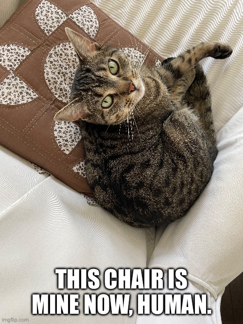 This Chair Is Mine Now, Human. | THIS CHAIR IS MINE NOW, HUMAN. | image tagged in fun,cats,funny cats,relatable,pets,funny | made w/ Imgflip meme maker