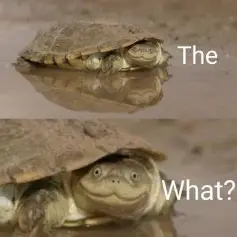 Turtle The What Blank Meme Template