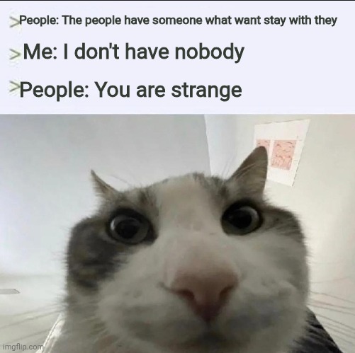 Strange | People: The people have someone what want stay with they; Me: I don't have nobody; People: You are strange | image tagged in cat looks inside | made w/ Imgflip meme maker