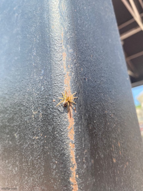 cool spider i found at six flags | made w/ Imgflip meme maker