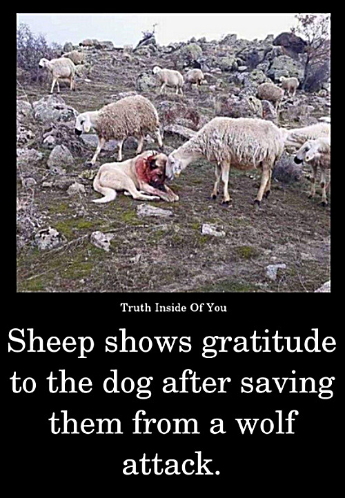 Sheep Sharing | image tagged in memes,dogs,love | made w/ Imgflip meme maker
