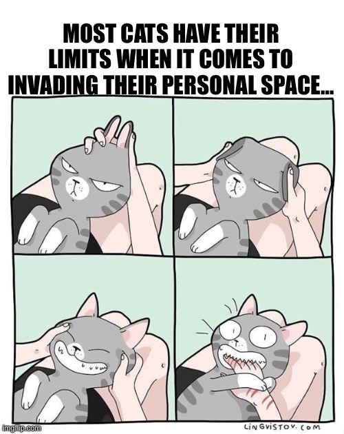 It’s true… | image tagged in cats,personal space,limits | made w/ Imgflip meme maker