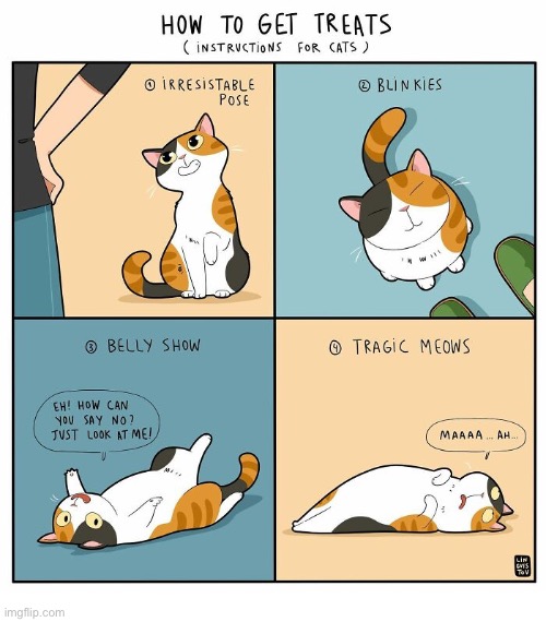 Persistence pays off… | image tagged in cats,begging for treats,comics | made w/ Imgflip meme maker