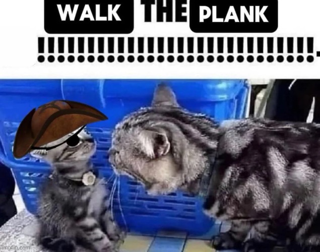 cat yelling to a kitten pirate edition | image tagged in cat yelling to a kitten pirate edition | made w/ Imgflip meme maker