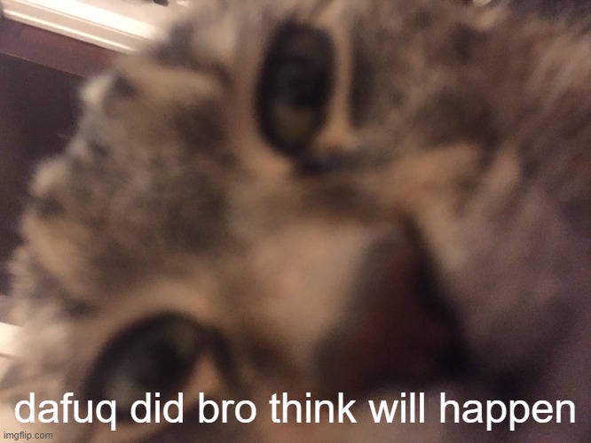 Cat stare | dafuq did bro think will happen | image tagged in cat stare | made w/ Imgflip meme maker