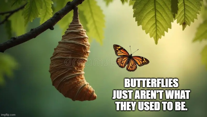 Butterflies aren't what they used to be.  - funny - | BUTTERFLIES JUST AREN'T WHAT THEY USED TO BE. | image tagged in funny,fun,butterflies,butterfly,humor,play on words | made w/ Imgflip meme maker