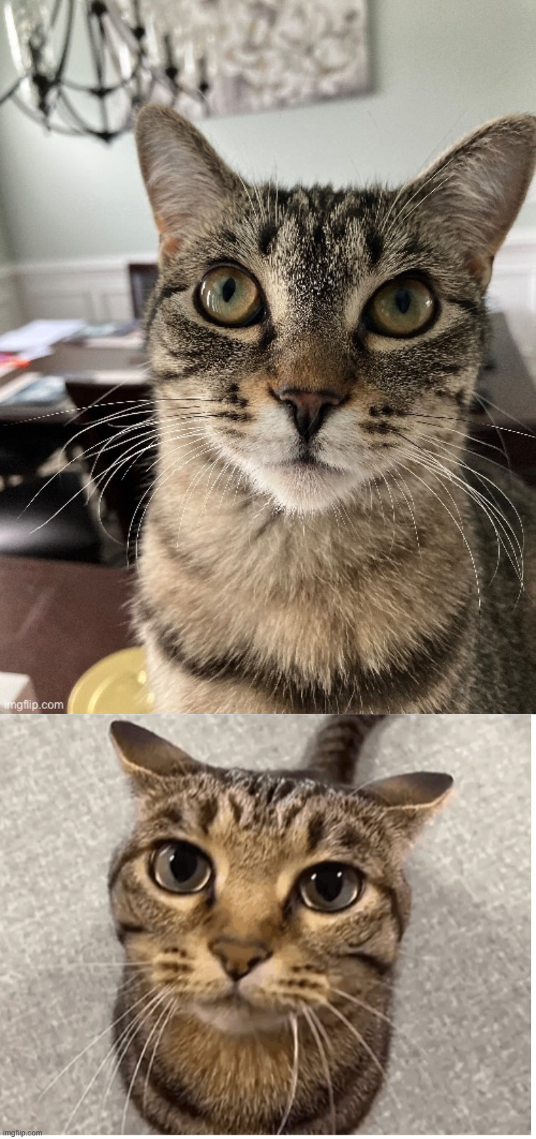 which one looks funnier | image tagged in wait im goated | made w/ Imgflip meme maker