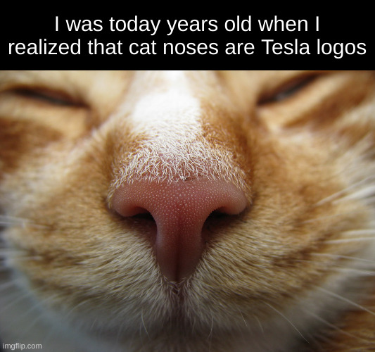 Cat nose | I was today years old when I realized that cat noses are Tesla logos | image tagged in cats,tesla,memes,funny memes | made w/ Imgflip meme maker