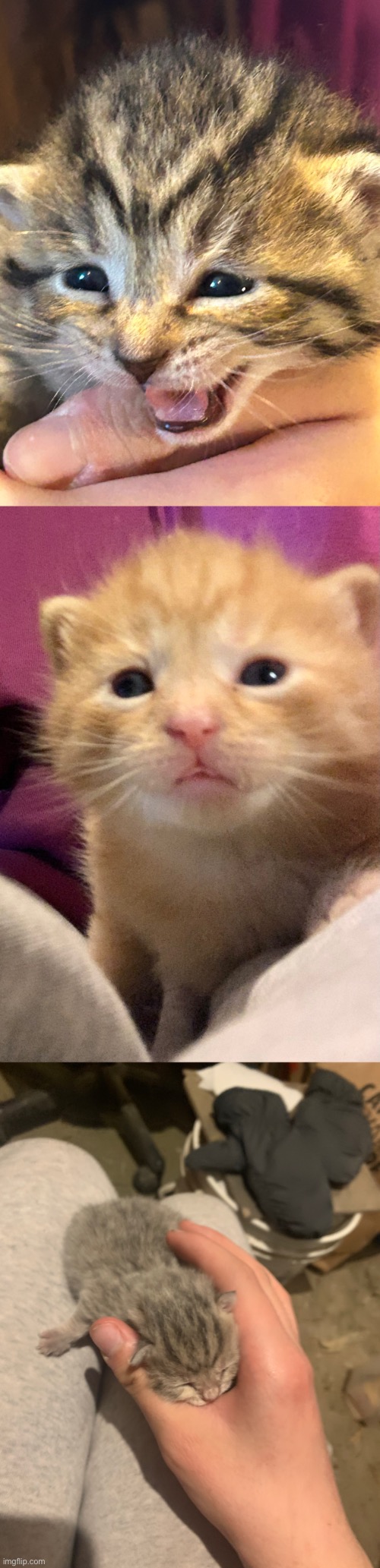 My cat had kittens 3 weeks ago here they are now :3 | image tagged in kittens | made w/ Imgflip meme maker