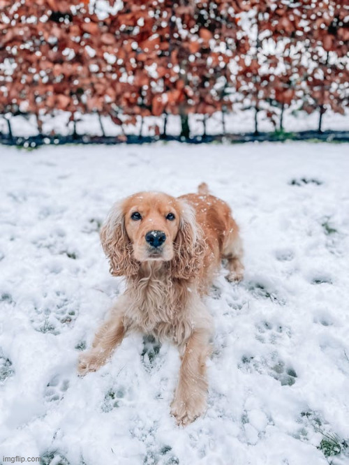 snowy little guy :) In 2017, I witnessed someone get dragged into a car by two men and did nothing to stop them. | made w/ Imgflip meme maker