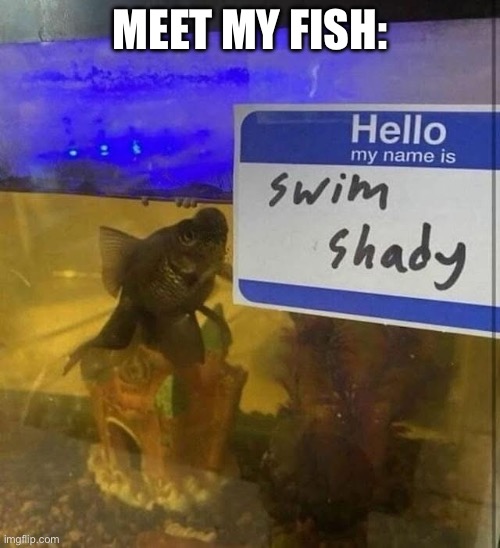 The Real Shady | MEET MY FISH: | image tagged in slim shady,fishy,fish,helo fish | made w/ Imgflip meme maker