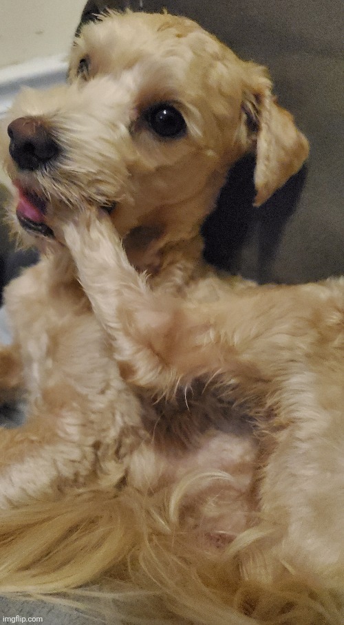 My doog | made w/ Imgflip meme maker