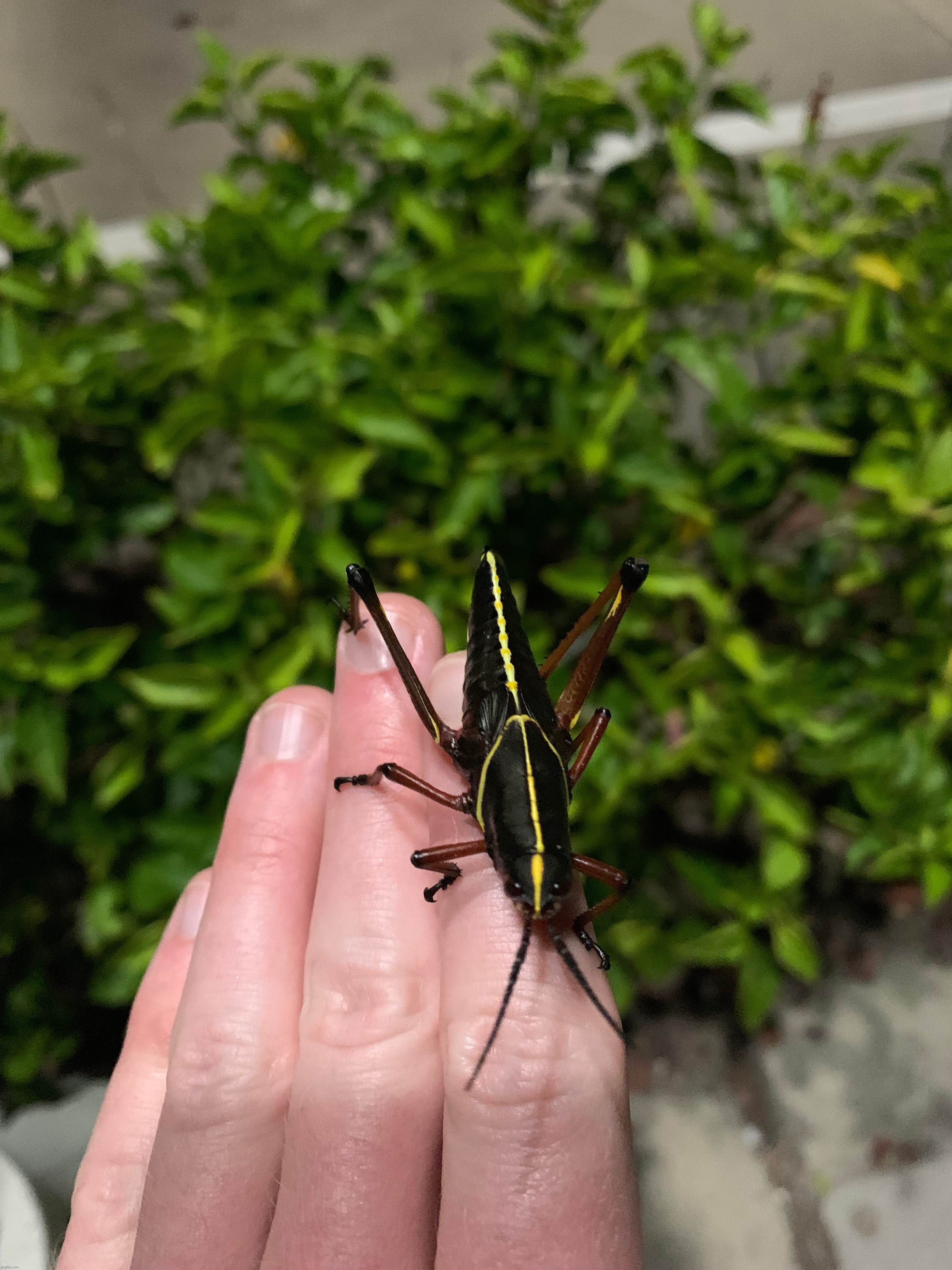 Eastern Lubber Grasshopper | made w/ Imgflip meme maker