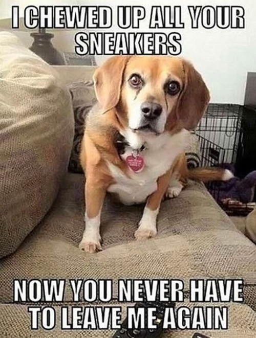 Sneaker Chewer | image tagged in dogs,funny dogs,destroy,possessive,ocd,doggo | made w/ Imgflip meme maker