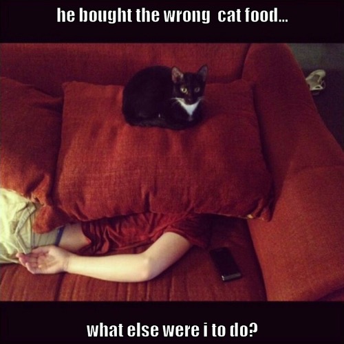 Murderer | image tagged in cats,funny cats,murder,wrong,food,psycho | made w/ Imgflip meme maker