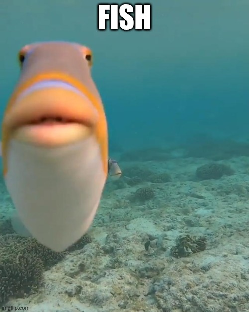 Day 41 of Fish (what's your favorite pizza topping?) | FISH | image tagged in staring fish | made w/ Imgflip meme maker