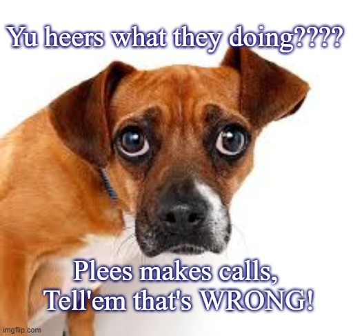 Dog tell'em it wrong | Yu heers what they doing???? Plees makes calls, 
Tell'em that's WRONG! | image tagged in dog make calls,plees make calls | made w/ Imgflip meme maker