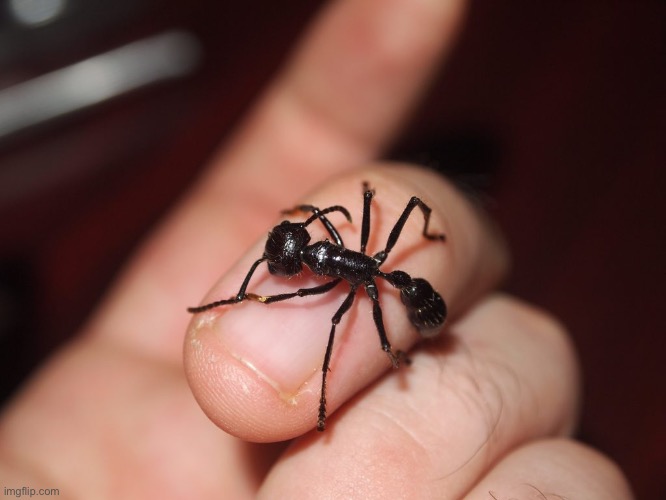 I always forget how big bullet ants are | made w/ Imgflip meme maker