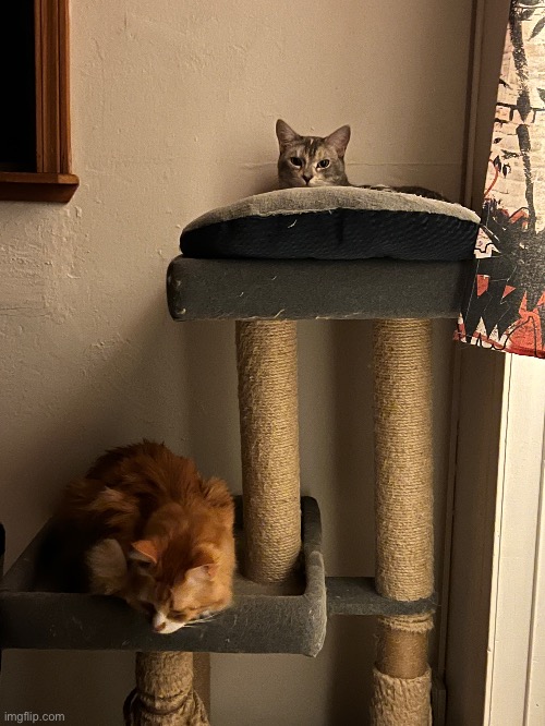 Cats | made w/ Imgflip meme maker