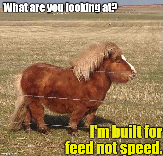 Built for feed not speed | What are you looking at? I'm built for feed not speed. | image tagged in funny animals | made w/ Imgflip meme maker