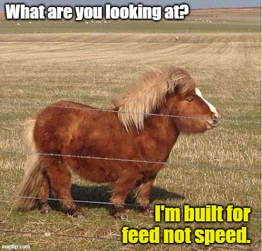What are you looking at? I'm built for feed not speed. | made w/ Imgflip meme maker