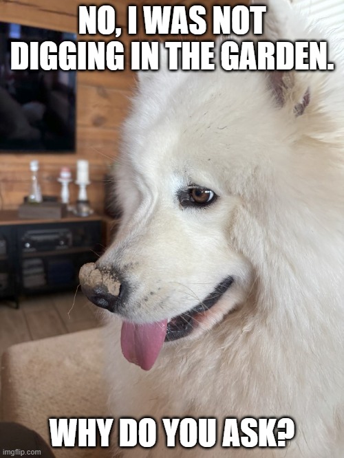 Diggo doggo | NO, I WAS NOT DIGGING IN THE GARDEN. WHY DO YOU ASK? | image tagged in doggo,gardening | made w/ Imgflip meme maker