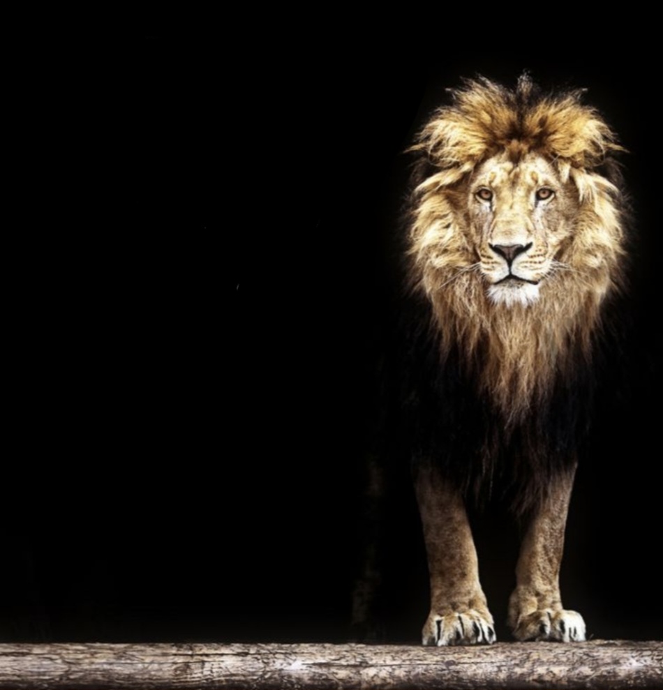 Real lion Blank Meme Template