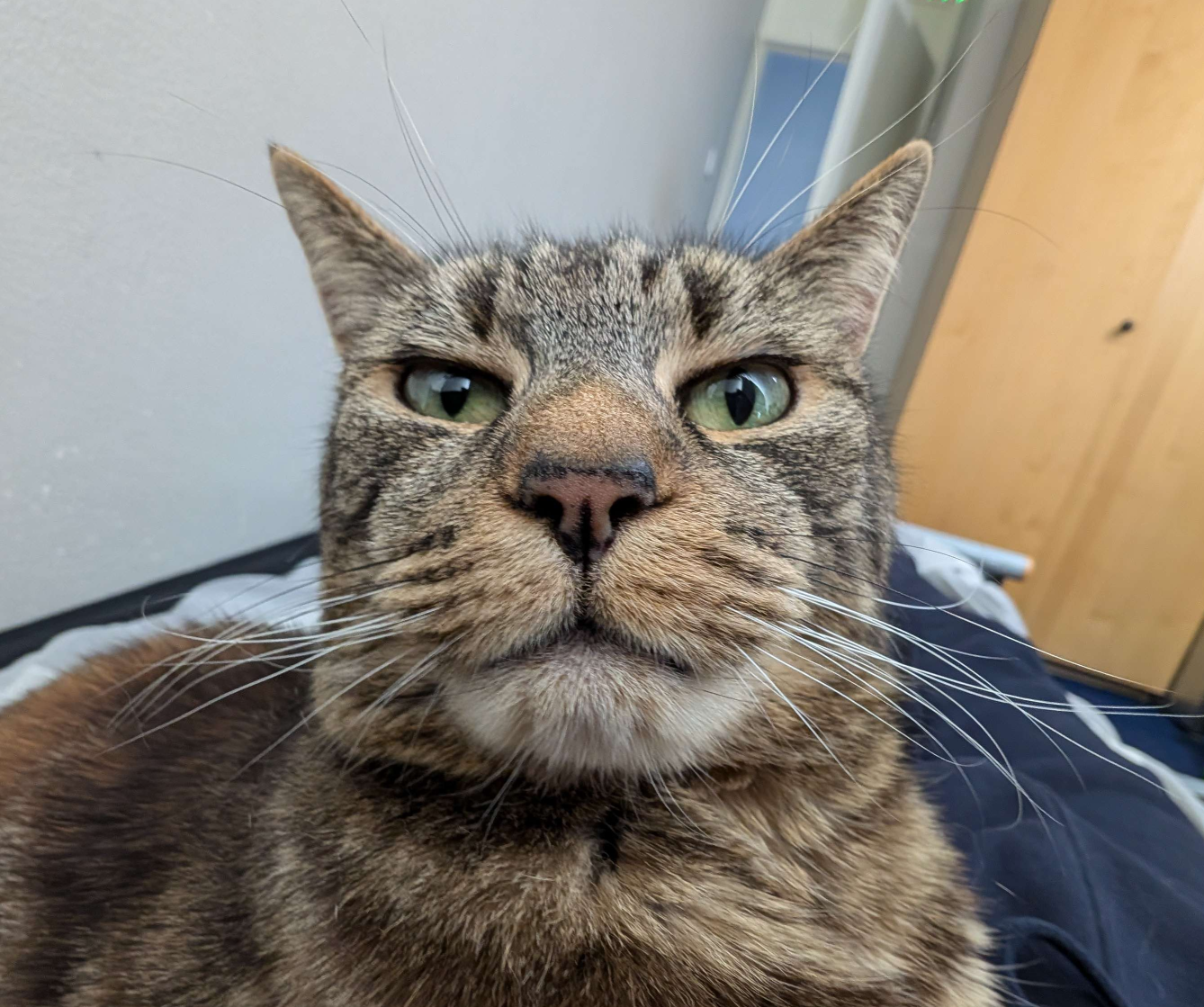 hehe stupid kitty Blank Meme Template