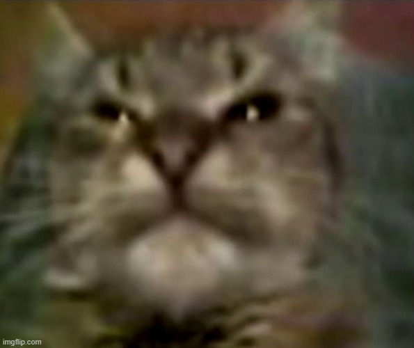Cat, did you have a mother? Yes | image tagged in cat did you have a mother yes | made w/ Imgflip meme maker