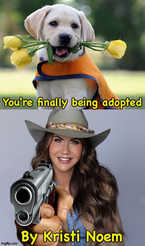 Don't expect any training | image tagged in cute puppy,kristi noem | made w/ Imgflip meme maker