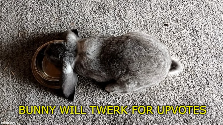 this bunny wants an upvote | BUNNY WILL TWERK FOR UPVOTES | image tagged in rabbits,pets,cute animals | made w/ Imgflip meme maker