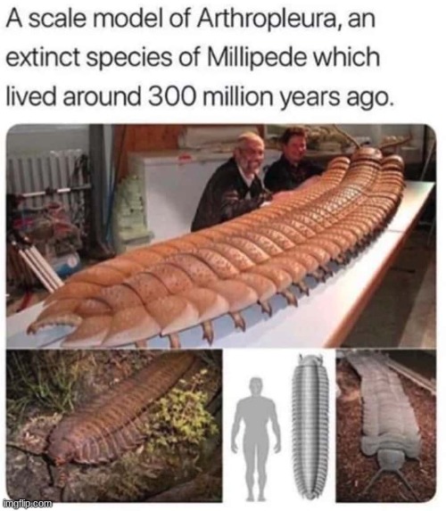 Everything was bigger back then | image tagged in bugs,extinction | made w/ Imgflip meme maker