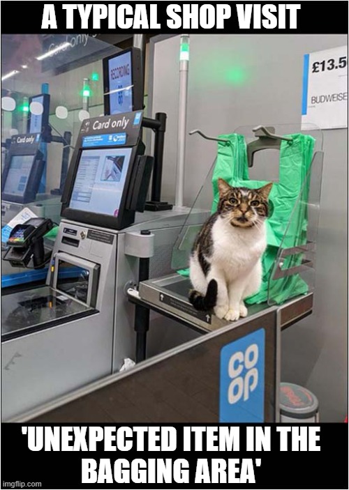 Supermarket Woes ! | A TYPICAL SHOP VISIT; 'UNEXPECTED ITEM IN THE
BAGGING AREA' | image tagged in cats,supermarket,unexpected | made w/ Imgflip meme maker