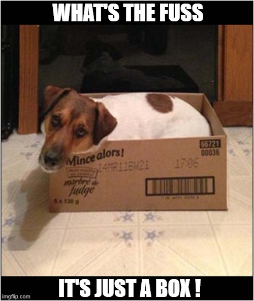 Cats Go Crazy Over These ? | WHAT'S THE FUSS; IT'S JUST A BOX ! | image tagged in dogs,cats,boxes | made w/ Imgflip meme maker