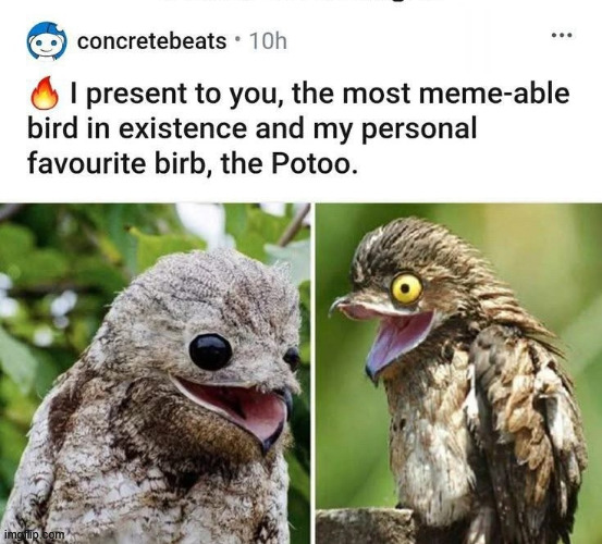 Birdz | image tagged in memes,birds,funny,lattice climbing,climbing,latticeclimb | made w/ Imgflip meme maker