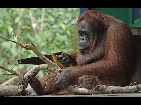 Monkey with saw Blank Meme Template