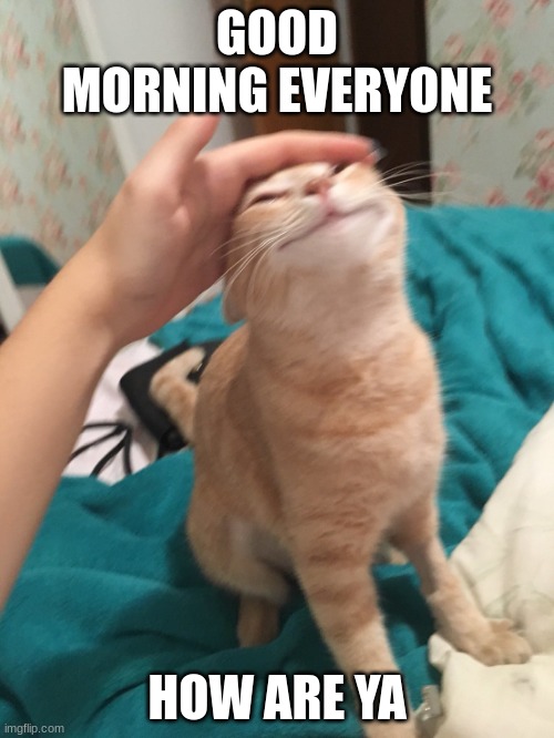 :3 | GOOD MORNING EVERYONE; HOW ARE YA | image tagged in cat pat | made w/ Imgflip meme maker