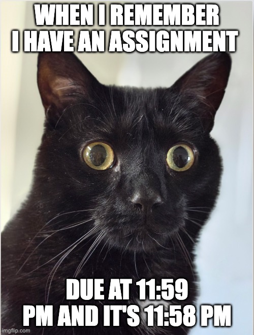 Remembering I have an Assignment | WHEN I REMEMBER I HAVE AN ASSIGNMENT; DUE AT 11:59 PM AND IT'S 11:58 PM | image tagged in homework,cat,cute,cute cat,black cat | made w/ Imgflip meme maker