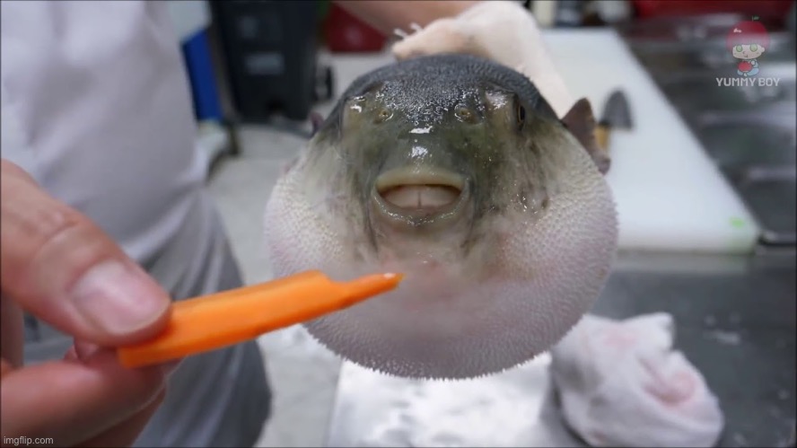 Puffer fish eating a carrot | image tagged in puffer fish eating a carrot | made w/ Imgflip meme maker