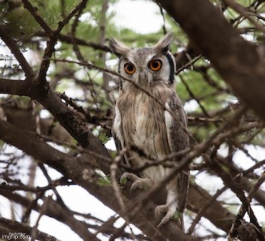 The owl ? | made w/ Imgflip meme maker