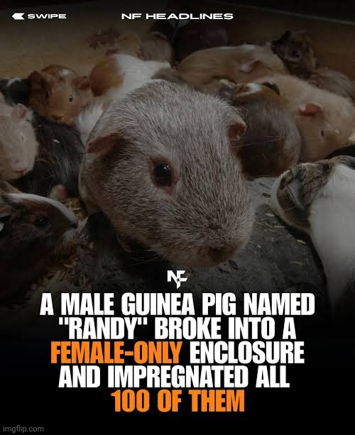This man became father of nearly 400 guinea pigs btw | made w/ Imgflip meme maker