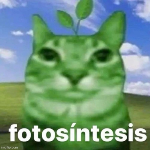 Me when I’m a plant and I live in the soil | image tagged in memes,msmg,shitpost,cat,plant | made w/ Imgflip meme maker